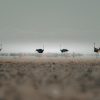 Namibia Wildlife Ostriches - Image 2