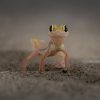 Namibia Wildlife Happy Gecko - Image 6